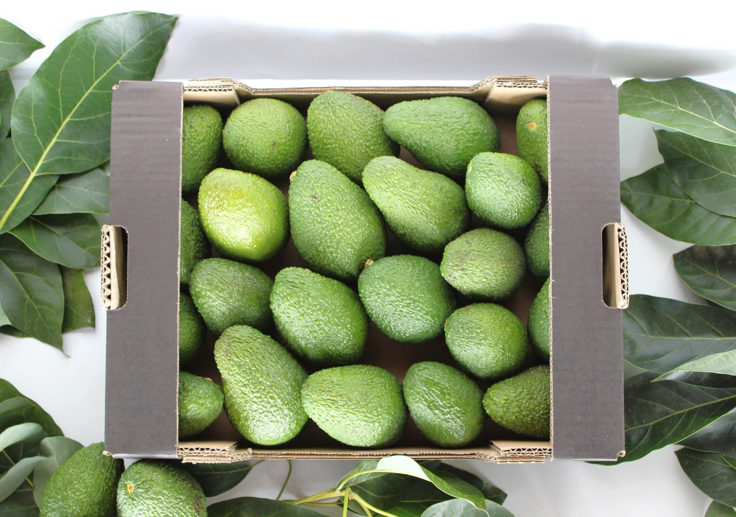 Aguacate-Alvokat-Hass-Caja